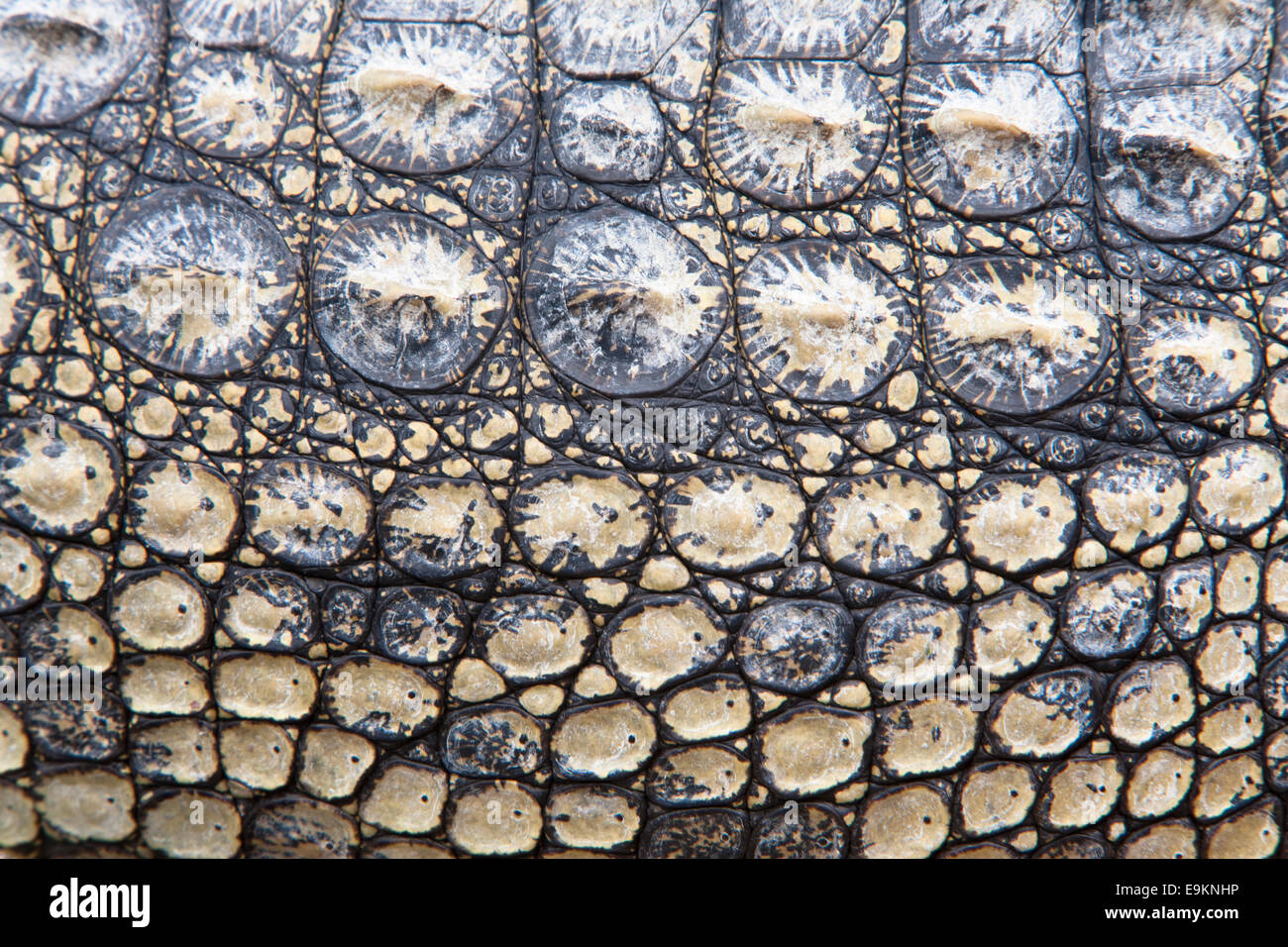 Crocodile du Nil, Crocodylus niloticus, close-up de la peau de crocodile, Centre, St Lucia, KwaZulu Natal, Afrique du Sud Banque D'Images