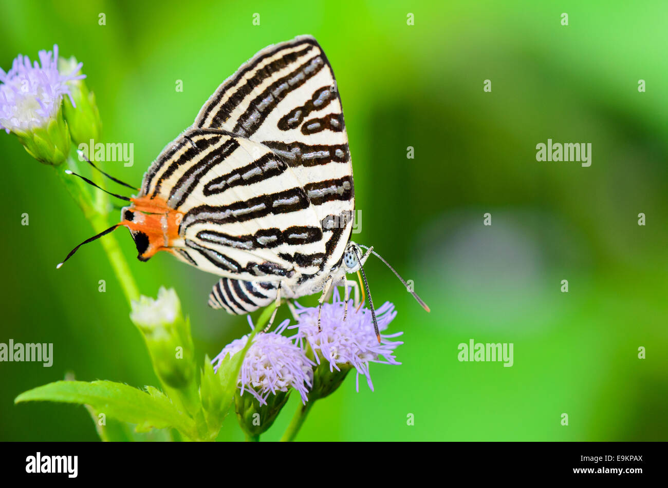 Close up papillon blanc avec rayures noires et queue manger orange sur le nectar des fleurs d'herbe en Thaïlande, Club Silverline o Banque D'Images