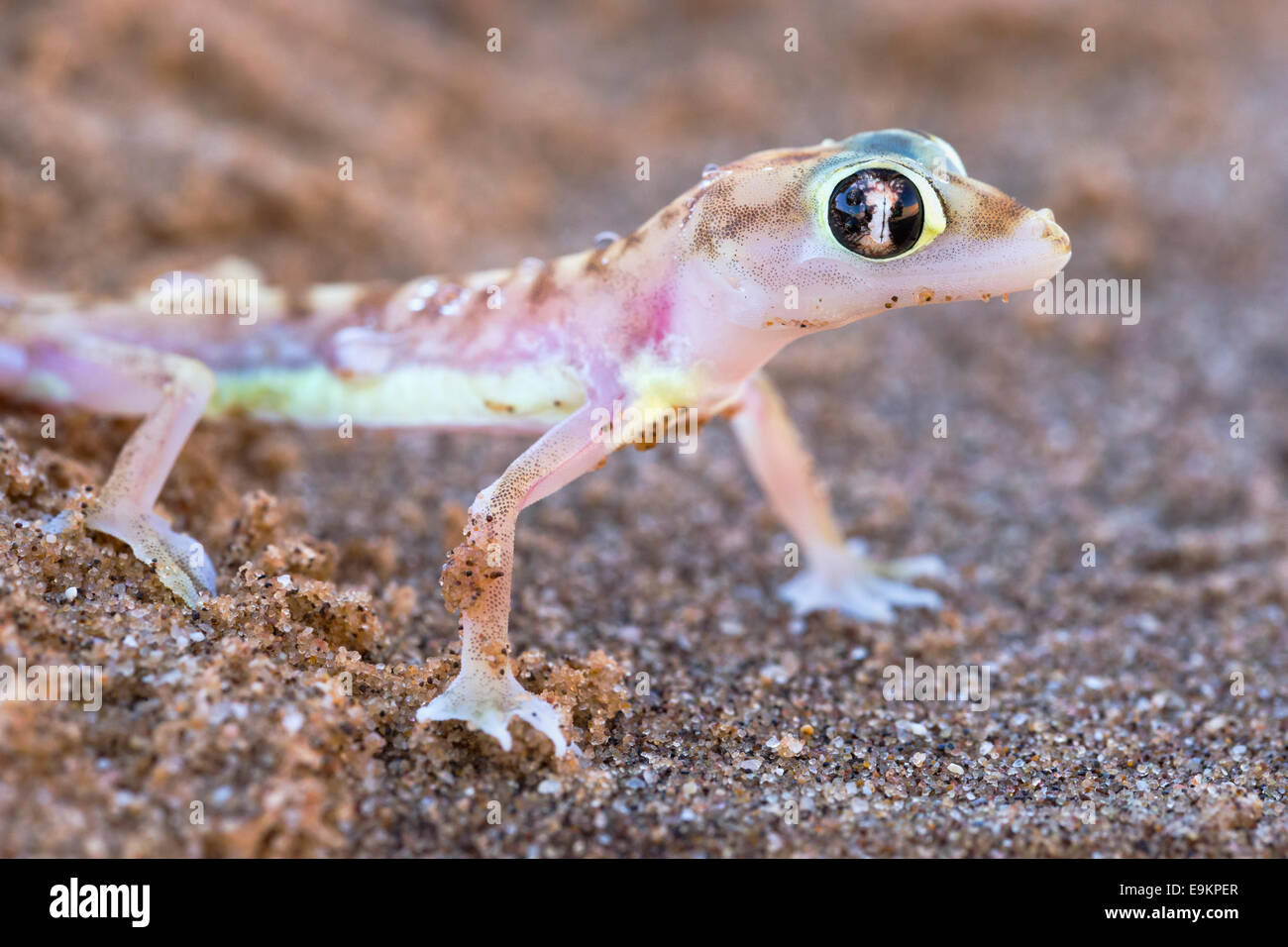 Webfooted Palmatogecko rangei (Gecko), Désert du Namib, Namibie Banque D'Images
