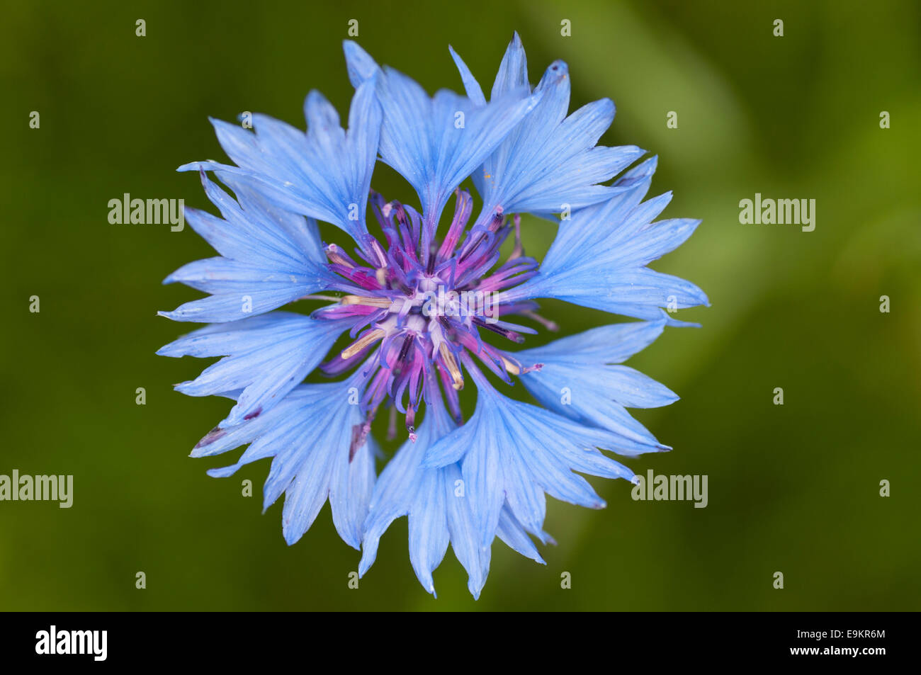 Une seule fleur de lys bleu prise à Cheshunt, Herts ont été il a été  planté, a grandi d'un an et n'a pas afficher Photo Stock - Alamy