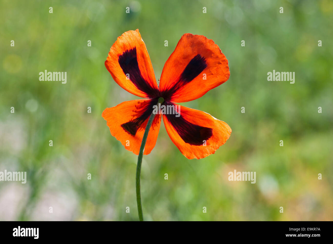 Un dessous tourné d'un coquelicot qui a des taches noires qui forment une croix. Prises dans la région de Turquie Kulu Banque D'Images