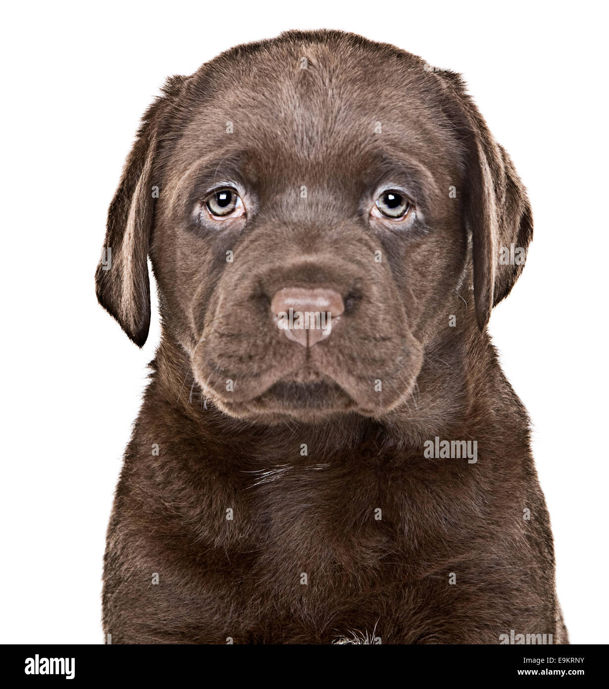 Chiot labrador Chocolat Banque D'Images
