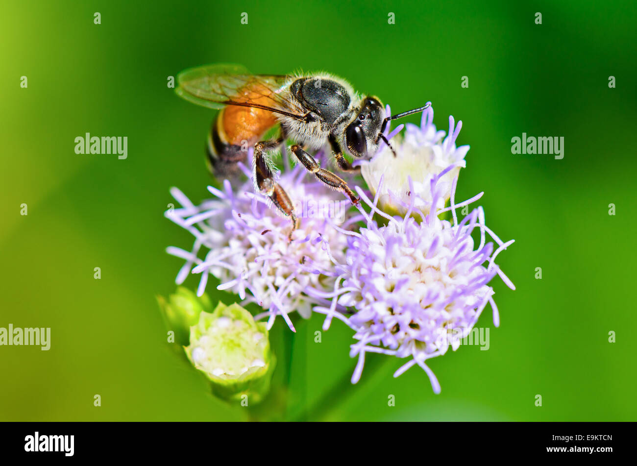 Close up les petites abeilles à la recherche de nectar sur fleur de Billy Goat Weed en Thaïlande Banque D'Images