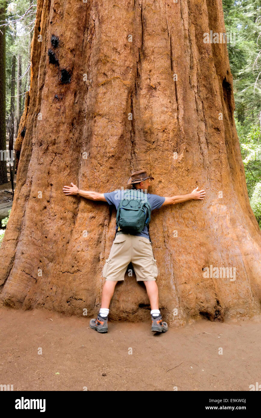 Un homme aux bras tendus embrasse un énorme séquoia géant à Mariposa Grove, dans le parc national de Yosemite, en Californie. Échelle de la nature et de l'aventure. Banque D'Images