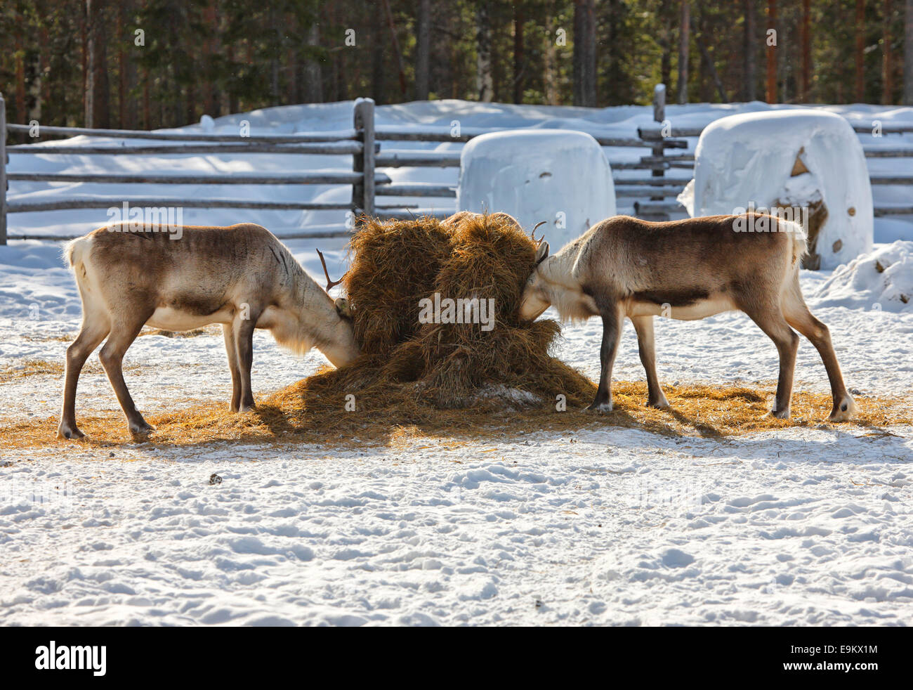 L'alimentation des rennes de Laponie - Finlande Banque D'Images