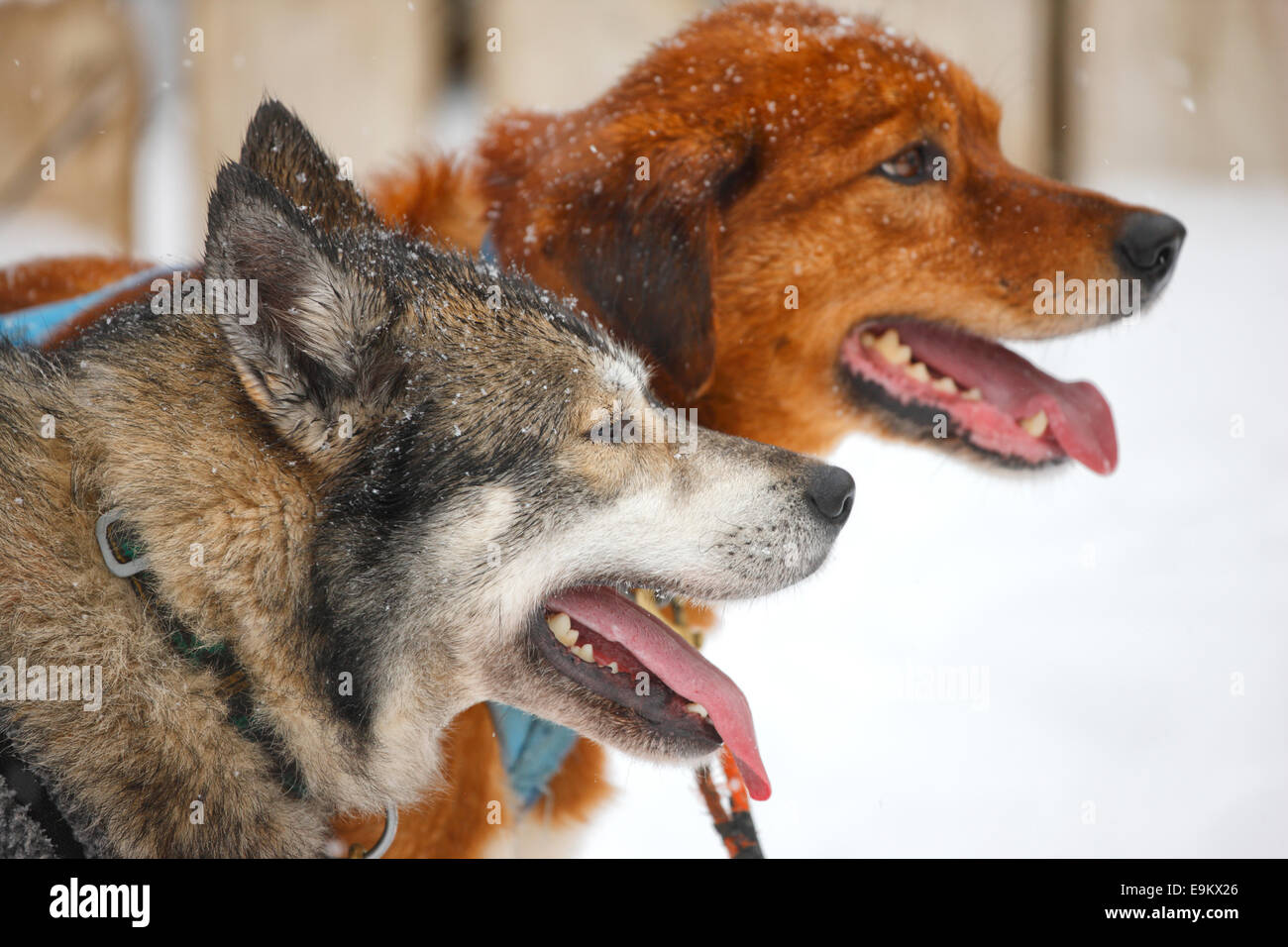 Chien Husky close up Banque D'Images