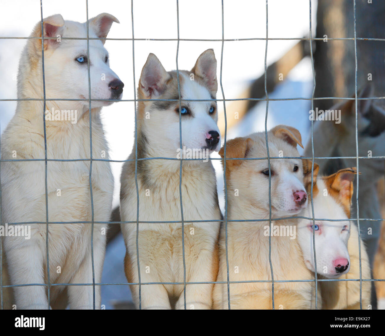 Chiots Husky close up Banque D'Images