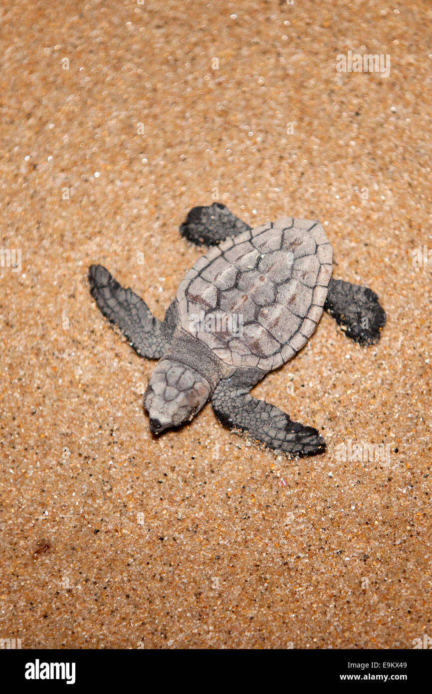 La tortue caouanne, Caretta caretta, déménagement du nid de mer la nuit, Banga Nek, Kwazulu Natal, Afrique du Sud Banque D'Images