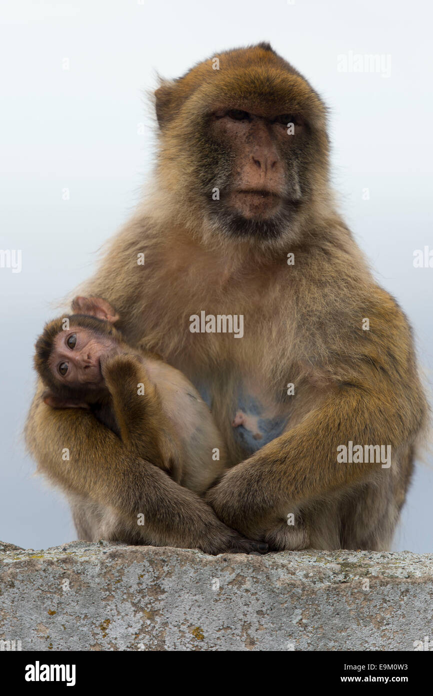 Un singe macaque de barbarie sur le rocher de Gibraltar. Banque D'Images