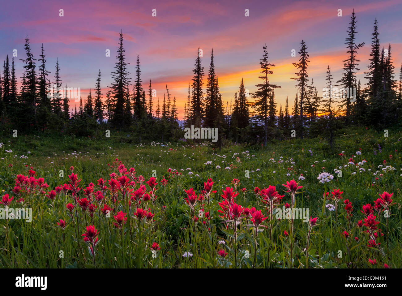 Indian paintbrush fleurs sauvages, le parc national du Mont-Revelstoke, chaîne Selkirk, en Colombie-Britannique, Canada Banque D'Images