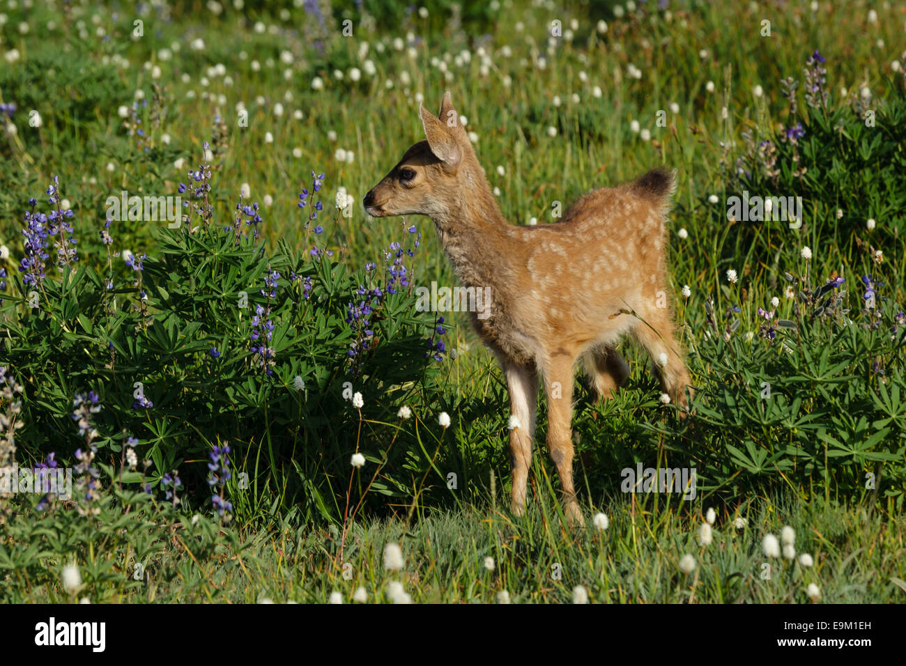 Bébé chevreuil / fawn en prairie avec fleur fleurs Banque D'Images
