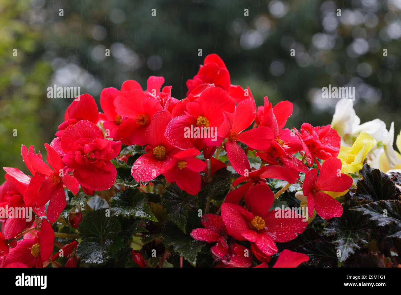 Fleur rouge Begonia tuberhybrida begonia nonstop, bégonias tubéreux Banque D'Images