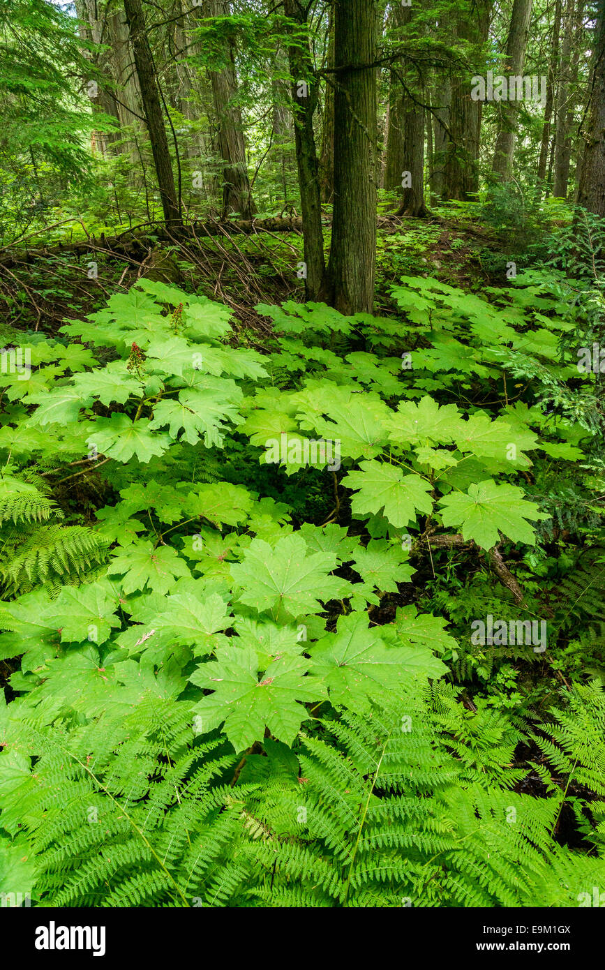 Sous-étage dense de Devils Club des plantes, le parc national du Mont-Revelstoke, chaîne Selkirk, en Colombie-Britannique, Canada Banque D'Images