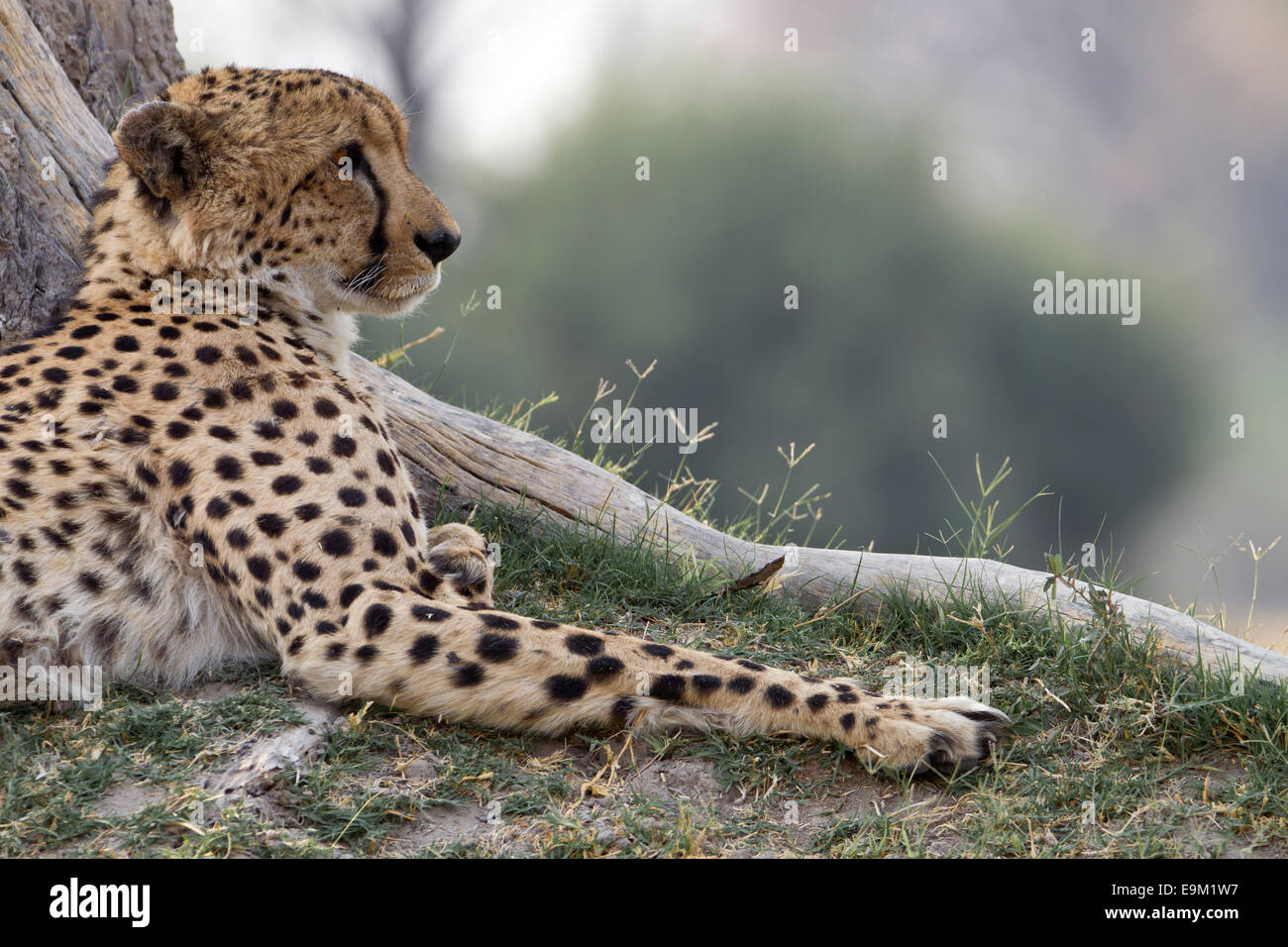 Le guépard allongé contre un arbre et regarde dehors pour passer de proies. Banque D'Images