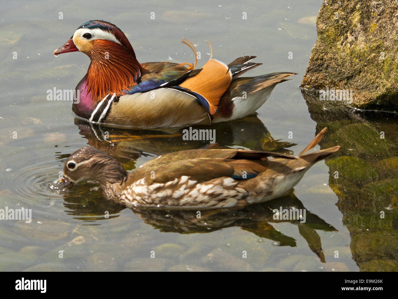 Deux canards mandarins, Aix galericulata, brun mat femme & homme avec un plumage coloré spectaculaire sur l'eau calme du lac, Angleterre Banque D'Images