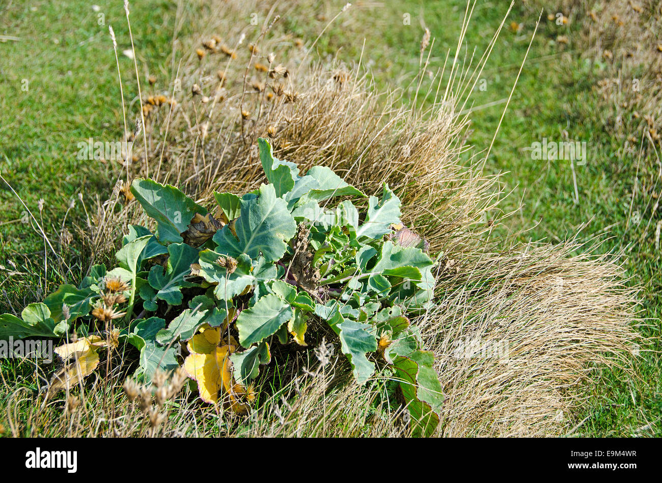 Chou sauvage ou la mer chou, Brassica oleracea, une plante rare à l'échelle nationale sur la craie downland Banque D'Images