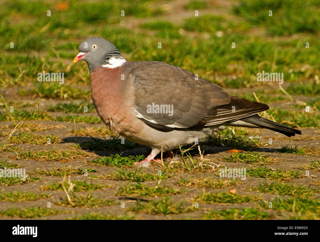 Pigeon ramier, Columba palumbus, marcher sur l'herbe en anglais village Banque D'Images