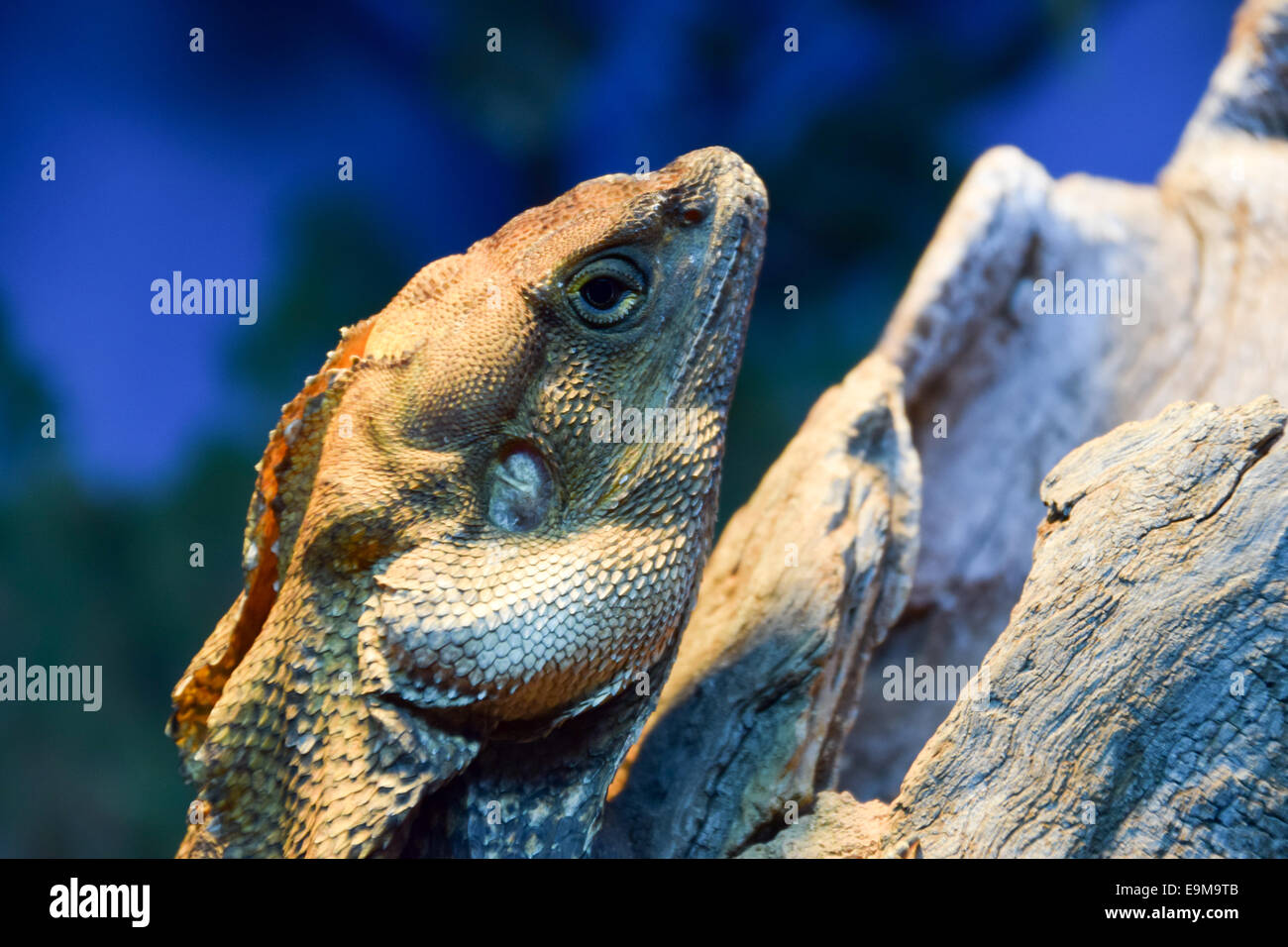 Les animaux australiens Banque D'Images