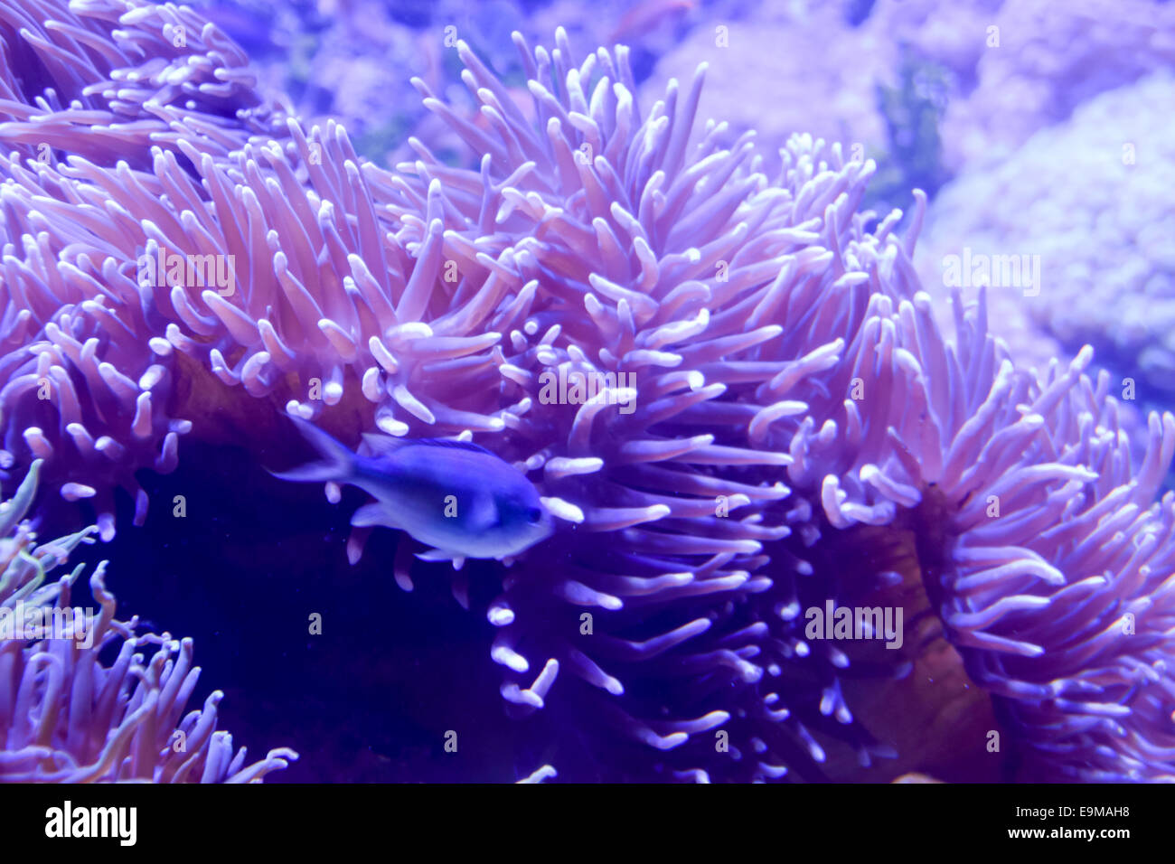 Les animaux australiens Banque D'Images