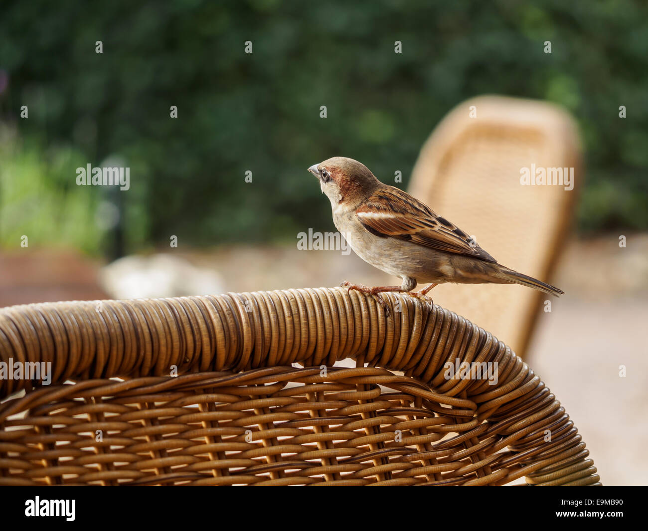 Curieux petit moineau domestique reposant sur une chaise reed Banque D'Images