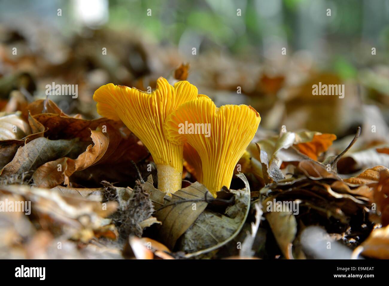 Golden Chanterelle ou Girolle (Cantharellus cibarius), Forêt-Noire, Bade-Wurtemberg, Allemagne Banque D'Images