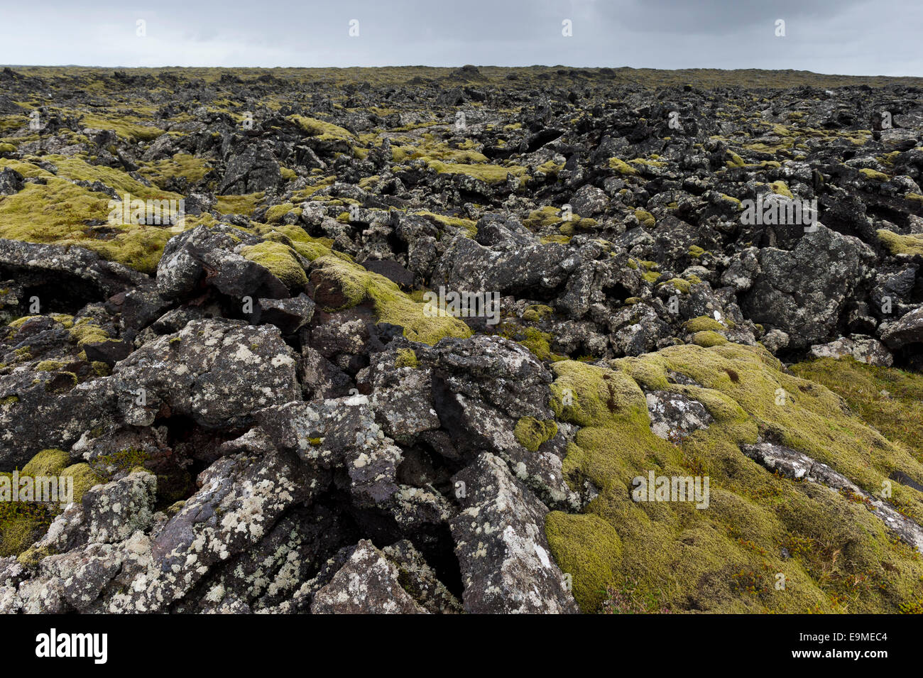 Moss (Niphotrichum Rock allongés elongatum) poussant dans un champ de lave, Reykjanesskagi, péninsule du Sud, Islande Reykjanes ou Banque D'Images