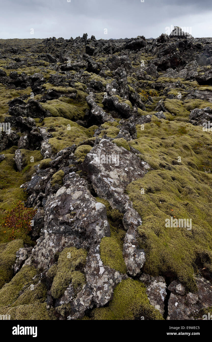 Moss (Niphotrichum Rock allongés elongatum) poussant dans un champ de lave, Reykjanesskagi, péninsule du Sud, Islande Reykjanes ou Banque D'Images