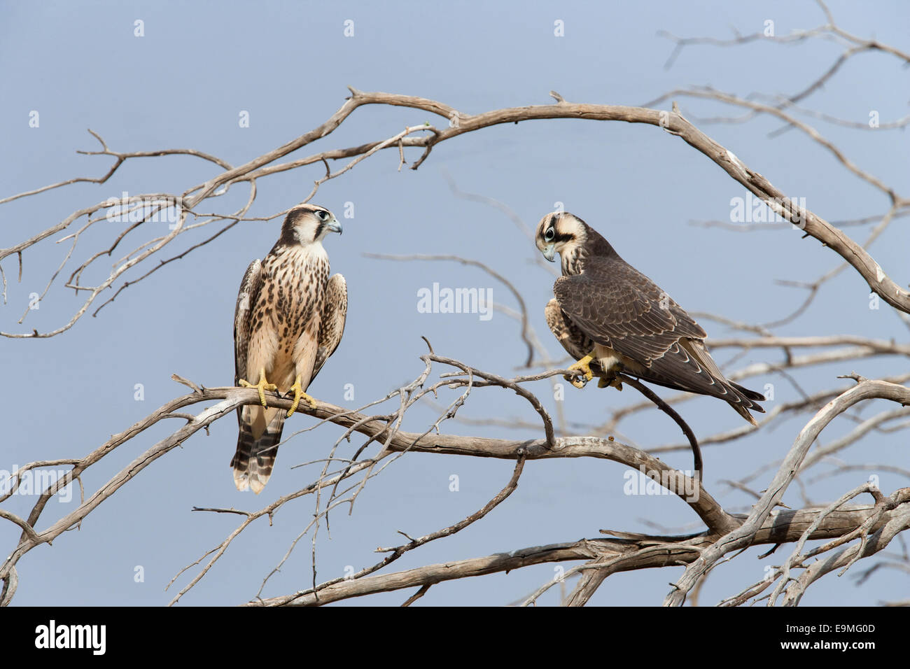 Falco biarmicus Lanner falcon,, Kgalagadi Transfrontier Park, Afrique du Sud Banque D'Images