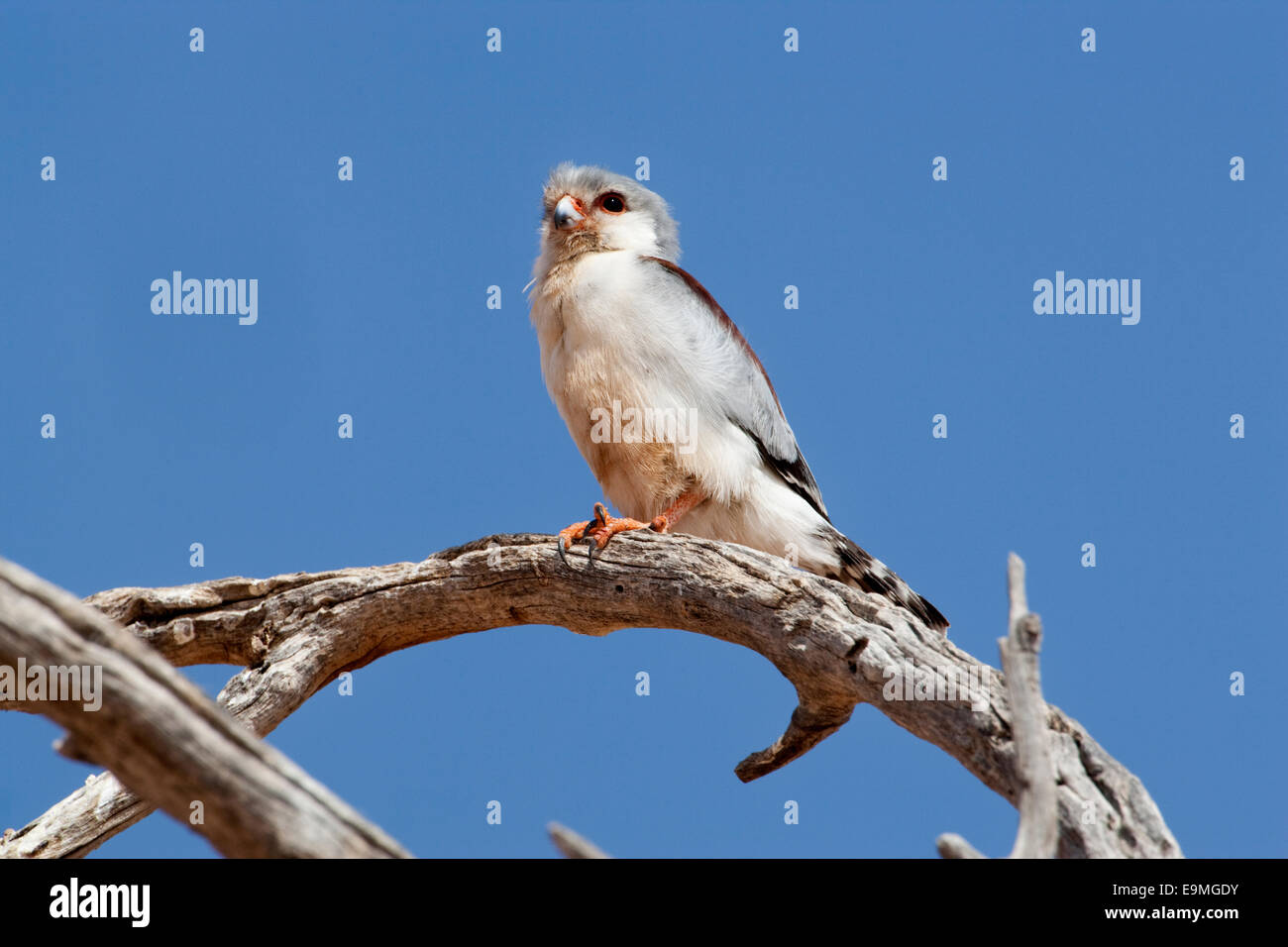 Polihierax semitorquatus pygmée, Falcon, Kgalagadi Transfrontier Park, Afrique du Sud Banque D'Images