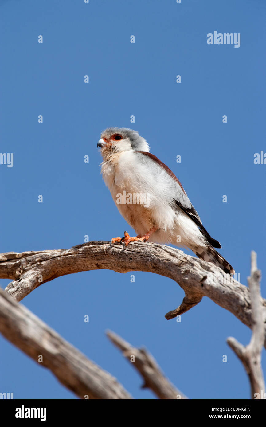 Polihierax semitorquatus pygmée, Falcon, Kgalagadi Transfrontier Park, Afrique du Sud Banque D'Images