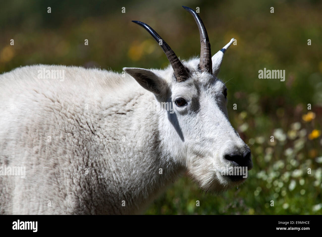 La Chèvre de montagne (Oreamnos americanus), Glacier National Park, Montana, United States Banque D'Images