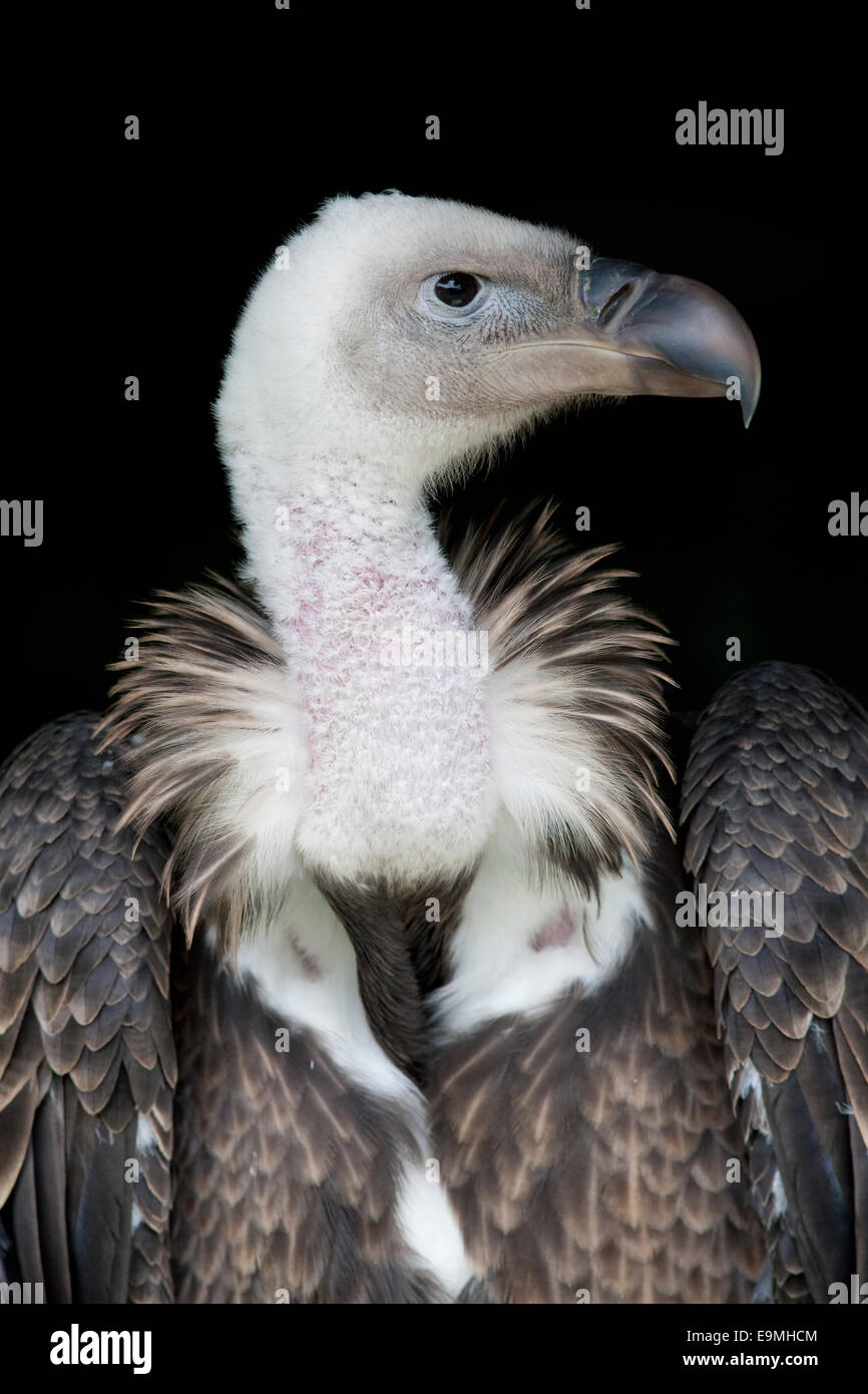 Ruppell's Griffon Vulture Gyps rueppelli, captive Banque D'Images