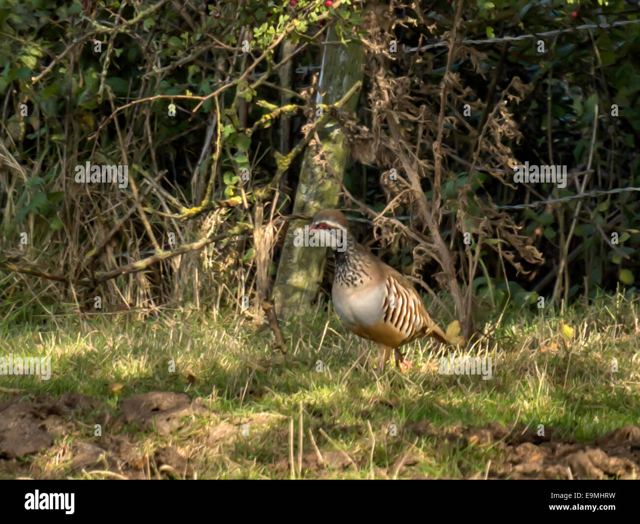 Pattes rouge ou en français [Partridge Alectoris rufa] debout dans l'ombre au sol. En début de soirée dans l'habitat naturel. Banque D'Images