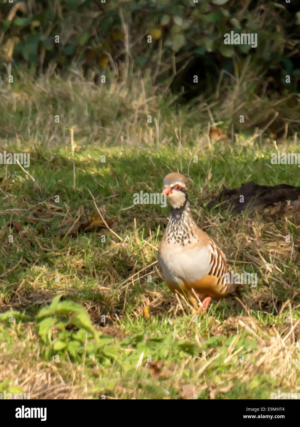 Pattes rouge ou en français [Partridge Alectoris rufa] debout dans l'ombre au sol. En début de soirée dans l'habitat naturel. Banque D'Images