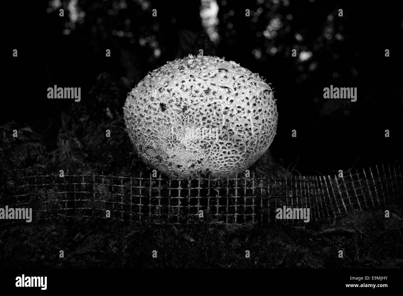 Champignons clôturé ronde Banque D'Images