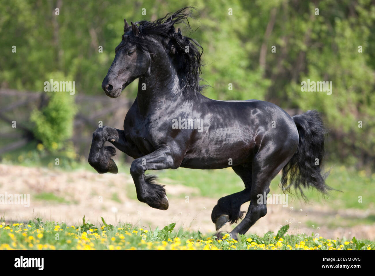 Cheval frison étalon noir prairie galopante Allemagne Banque D'Images