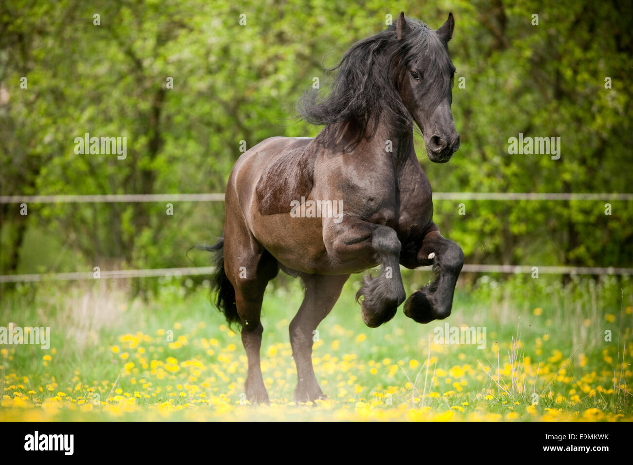 Cheval frison hongre noir prairie galopante Allemagne Banque D'Images