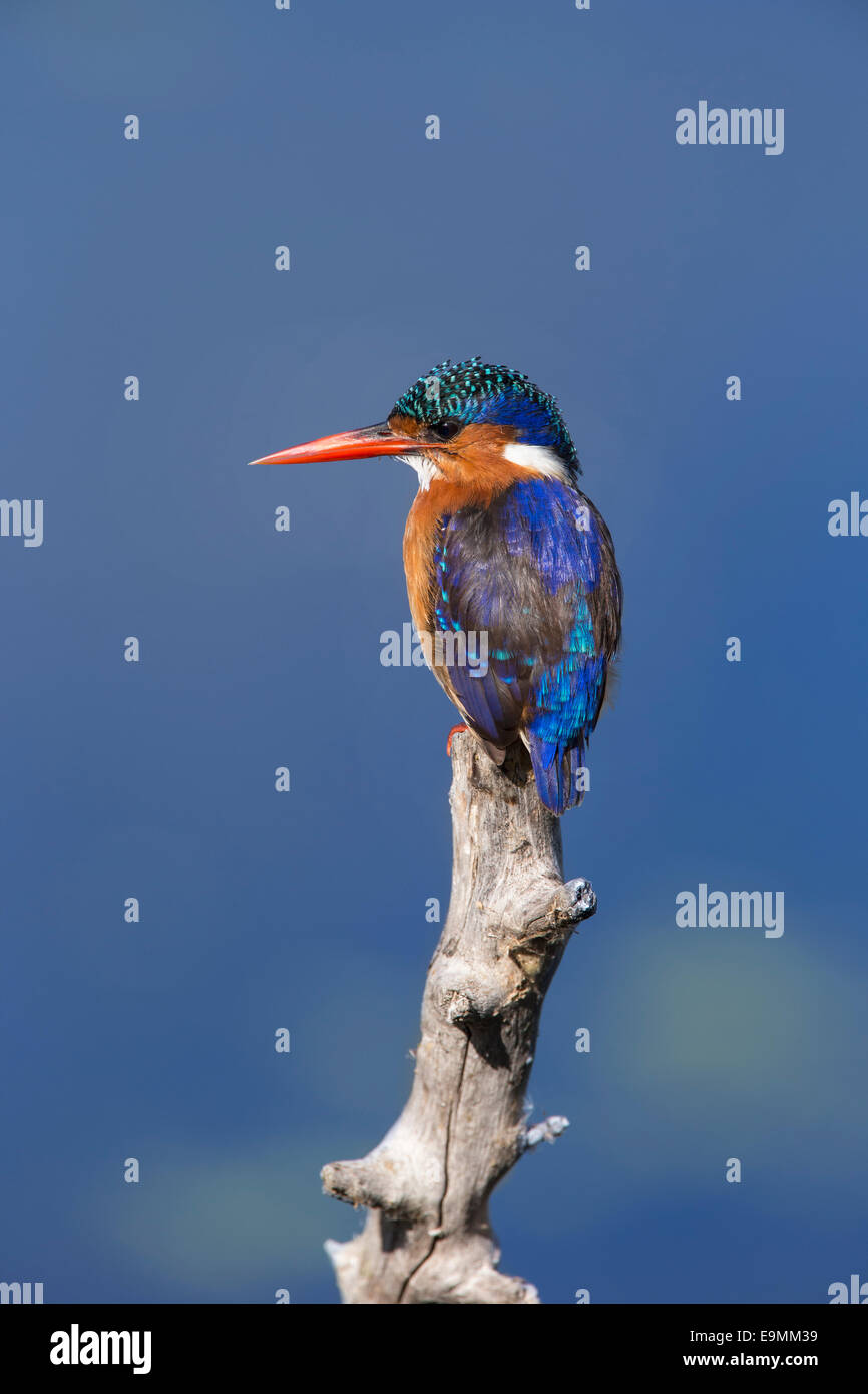 Martin-pêcheur huppé (Alcedo cristata), Intaka Island, Cape Town, Afrique du Sud, Banque D'Images