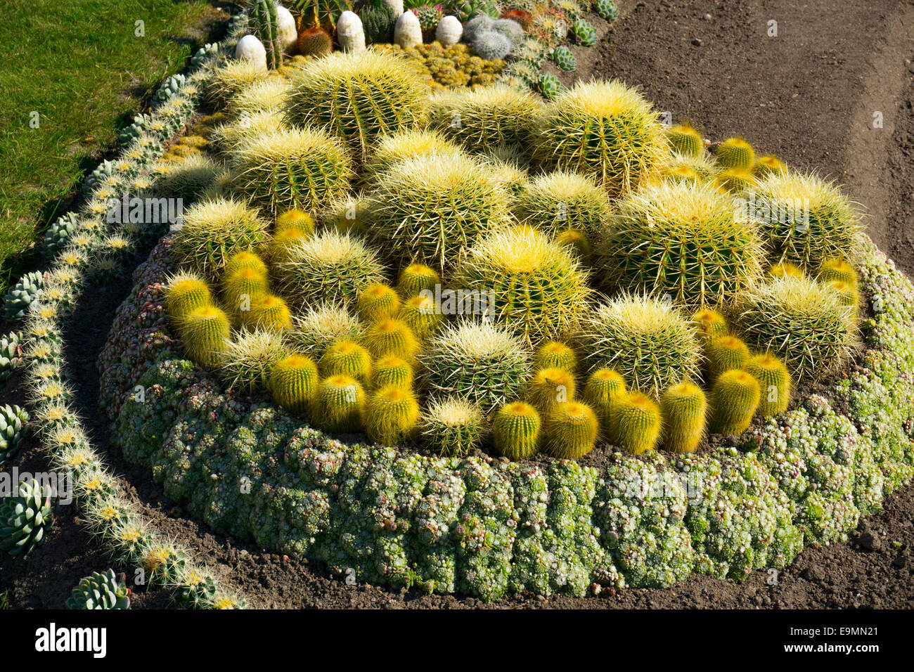 Jardin de cactus en parc public, Norrkobing, Suède, en vertu de l'établissement Banque D'Images