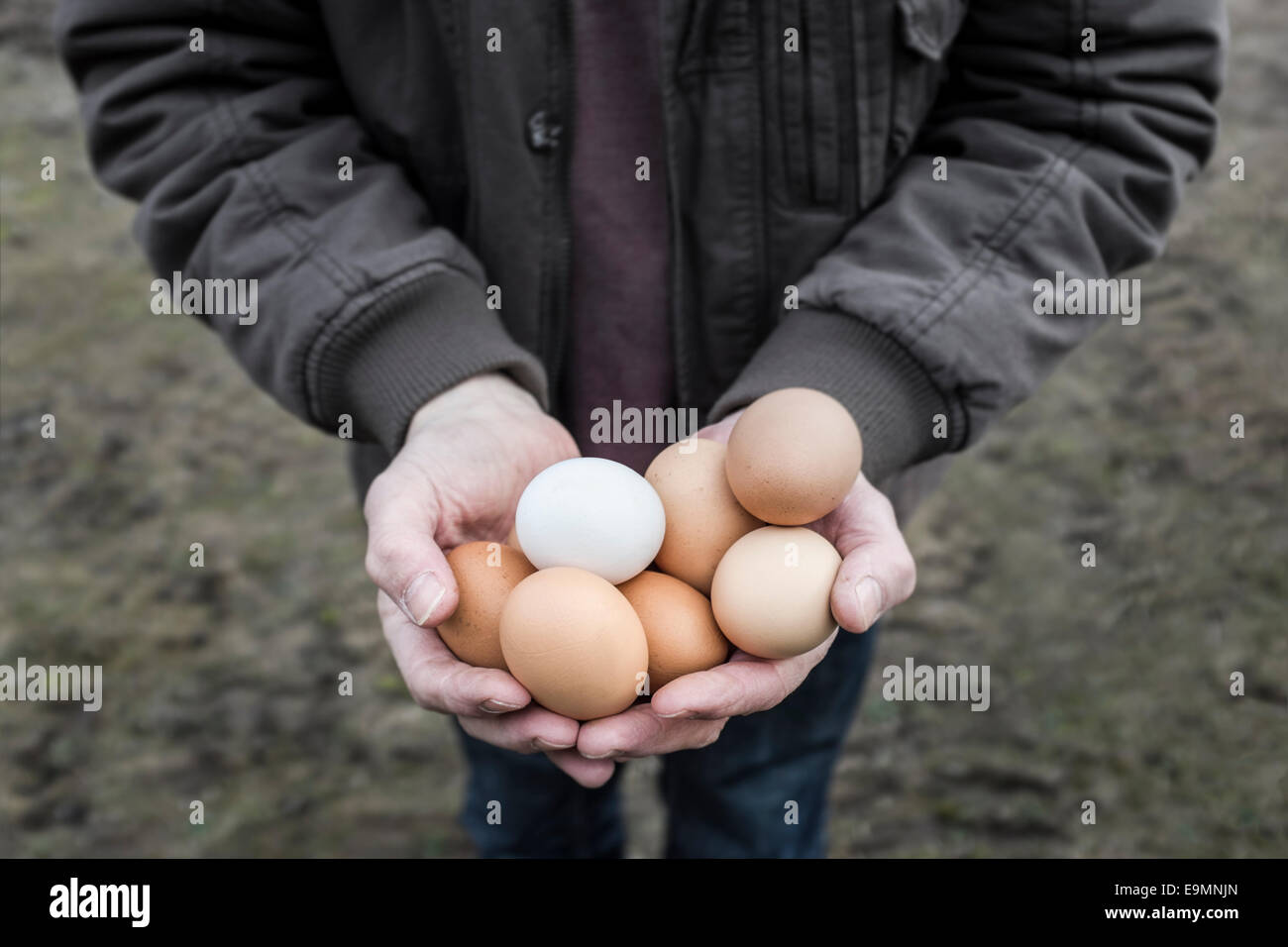 Creux des mains tenant des oeufs de poulet fermier. Banque D'Images