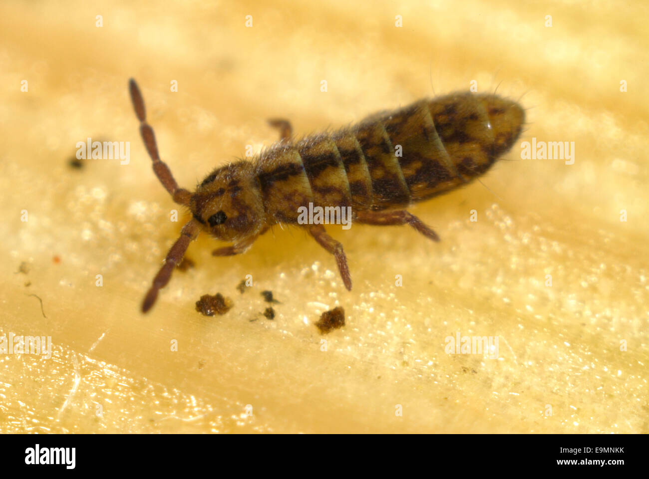 Un marais springtail, Isotomurus palustris, l'eau sur une feuille de nénuphar Banque D'Images