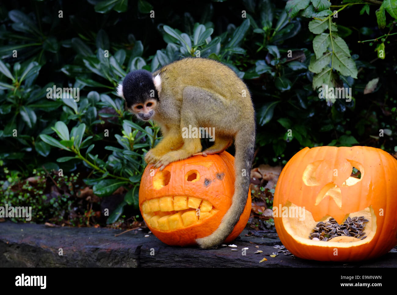 Londres, Royaume-Uni. 30Th Oct, 2014. ZSL London Zoo's fête Halloween en donnant aux résidents traite notamment les pingouins, les singes écureuils, les tortues des Galápagos géant et tigres Crédit : Rachel/Megawhat Alamy Live News Banque D'Images