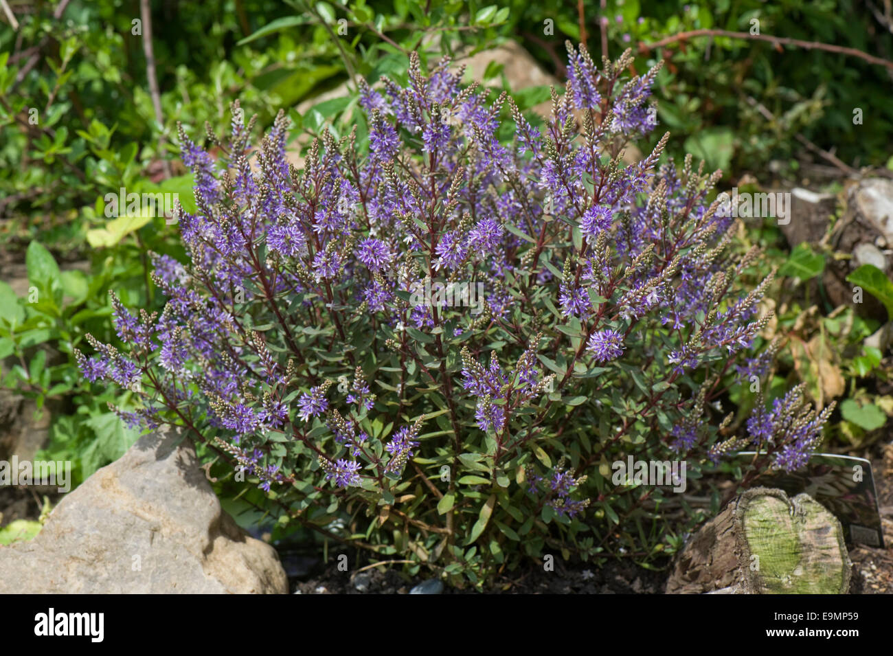 Hebe 'Caledonia' un veronica arbustif de hebe floraison sur une rocaille Banque D'Images
