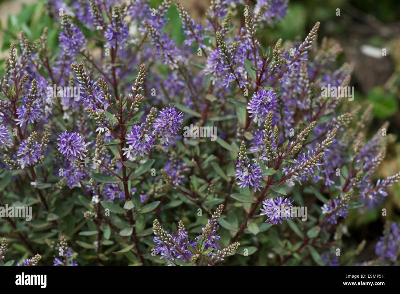 Hebe 'Caledonia' un veronica arbustif de hebe floraison sur une rocaille Banque D'Images
