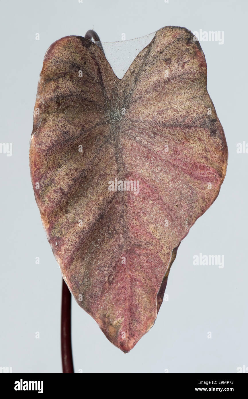 Acarien à deux points ou araignée rouge (Tetranychus urticaire) endommagé et laçage sur les feuilles de la plante ornementale Colocasia esculenta Banque D'Images