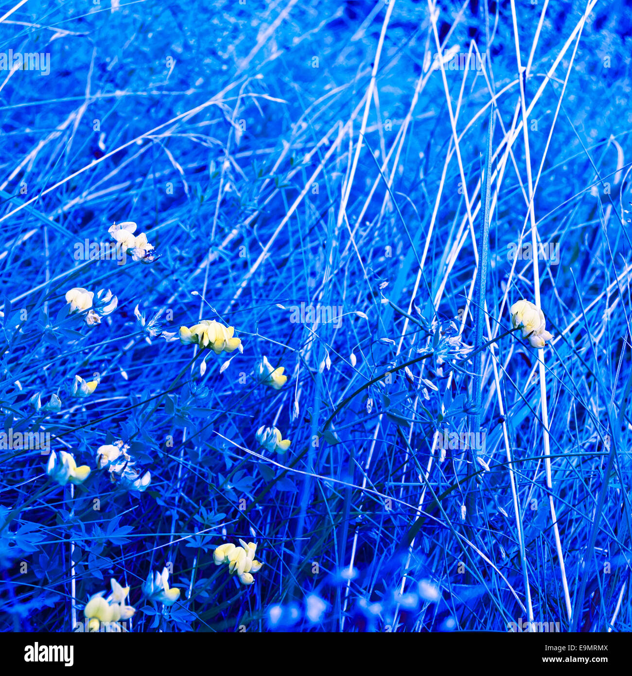 Fleurs jaunes en herbes. Fleurs dans un blue grass. Une photo d'harmonisation des couleurs est appliquée Banque D'Images