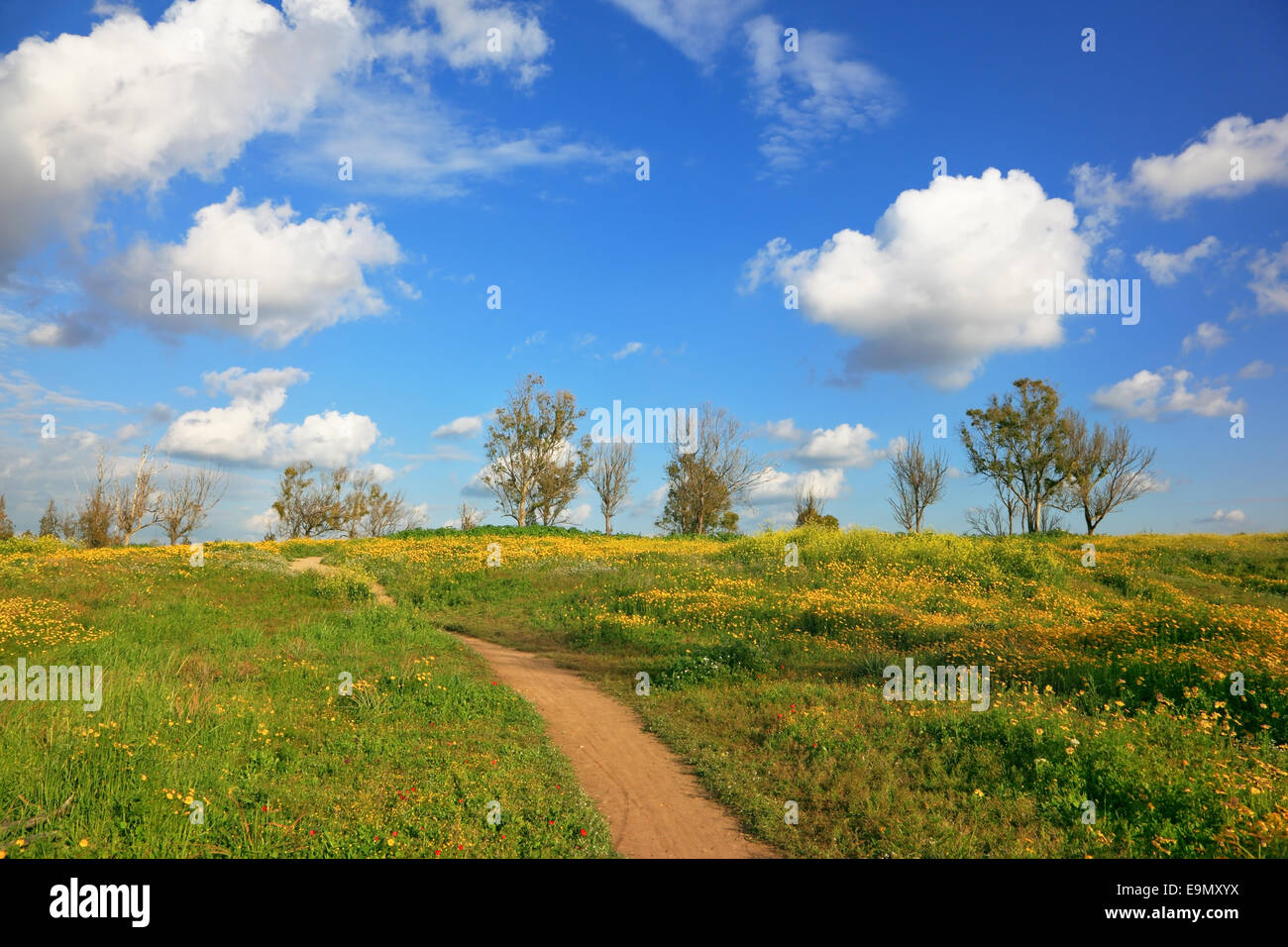 Route de terre dans les champs Banque D'Images