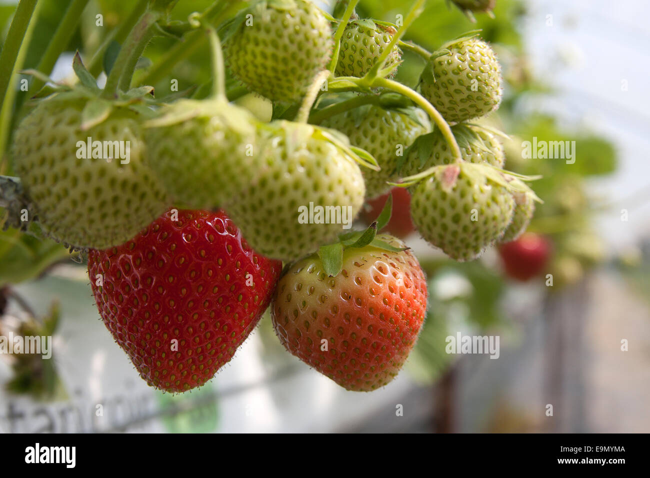 Choisissez votre propre ferme de fraises, un mélange de fruits mûrs et de mûrissement dans polytunnels, Rutland, Angleterre Banque D'Images