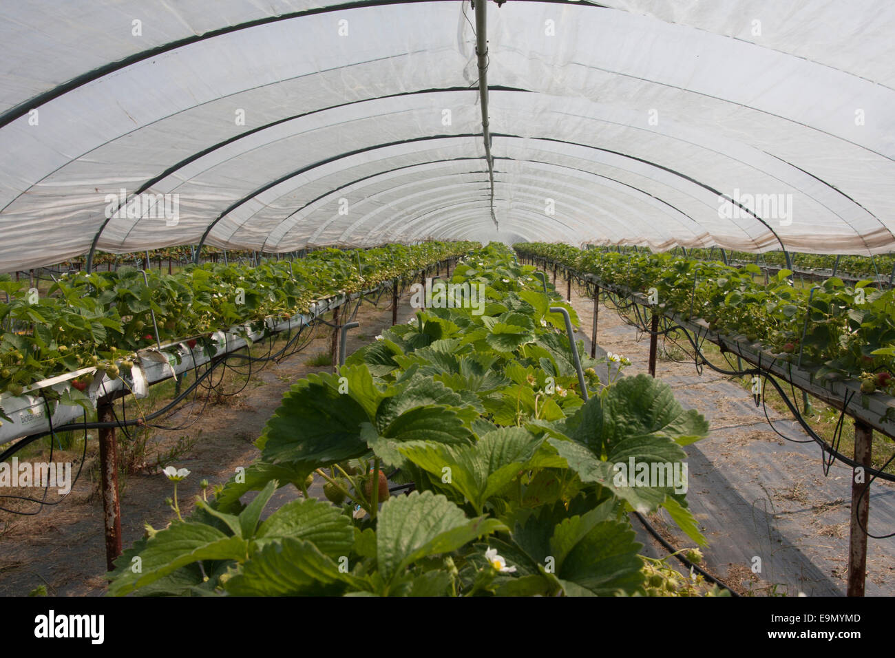 Choisissez votre propre ferme de fraises, Rutland, le mûrissement des fruits dans polytunnel Banque D'Images