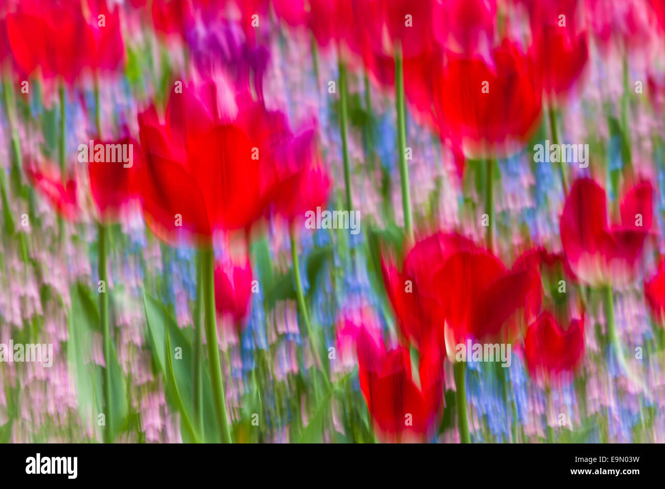 Impression de fleurs Banque D'Images